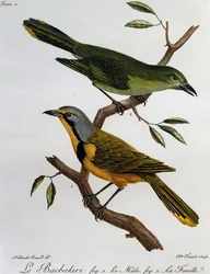 Bokmakierie Bushshrike (Telophorus zeylonus), rytina z Natural History of African Birds