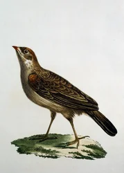 Kukaččí váleček, rytina z Natural History of the Birds of Africa od Francoise Le Vaillanta (1753-1824), Francie