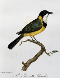 Golden Whistler (Pachycephala pectoralis), rytina z Natural History of African Birds