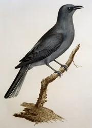Šedá kukačka (Coracina caesia), rytina z Histoire Naturelle des Oiseaux d