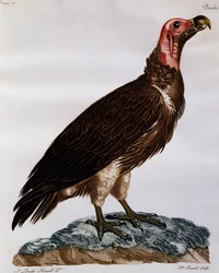 Sup chocholatý (Torgos tracheliotos), rytina z Natural History of the Birds of Africa