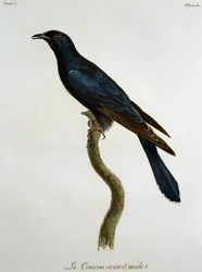 Samec kukačky černá (Cuculus clamosus), rytina z Histoire Naturelle des Oiseaux d