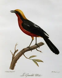 Samec Gonolek obecný (Laniarius barbarus), rytina z Natural History of African Birds