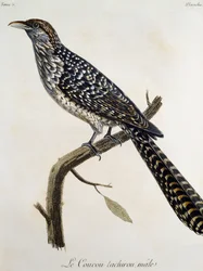 Muž Coucou tachirou, rytina z Histoire Naturelle des Oiseaux d