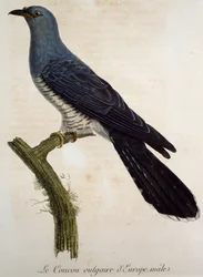 Urospuolinen euraasiankäki (Cuculus canorus), kaiverrus Histoire Naturelle des Oiseaux d