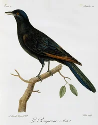 Samec špačka rudokřídlého (Onychognathus morio), rytina z Histoire Naturelle des Oiseaux d