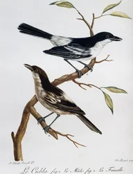 Samec a samice pýchavka černohřbetého (Dryoscopus cubla), rytina z Histoire Naturelle des Oiseaux d