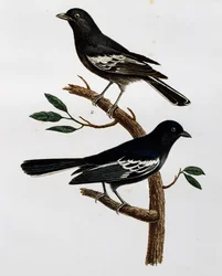 Samec a samice sýkory černé (Parus niger), rytina z Histoire Naturelle des Oiseaux d