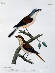 Samec a samice ťuhýka rudohřbetého (Lanius collurio), rytina z Histoire Naturelle des Oiseaux d