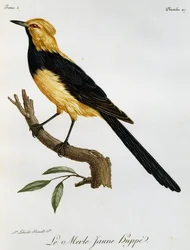 Merle Jaune Huppe, rytina z Natural History of African Birds