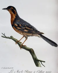 Redbird, černý obojek, rytina z Natural History of African Birds