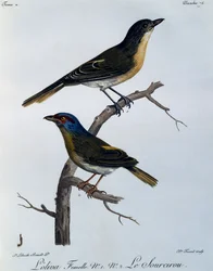Olive Bushshrike (Telophorus olivaceus), rytina z Natural History of African Birds