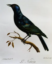 Špaček bledokřídlý ​​(Onychognathus nabouroup), rytina z Natural History of African Birds