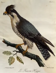 Sokol stěhovavý (Falco peregrinus), rytina z Natural History of the Birds of Africa