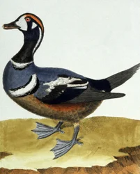 Canard a collier.