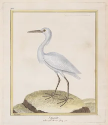 Egret Egret, 1770-86.