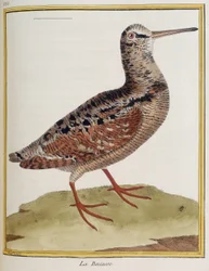 ""La becasse"", deska 885 zoologie převzatá z ""Historie ptáků"" od Francoise Nicolase Martineta