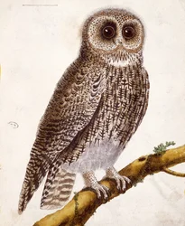 Sova, z „Histoire Naturelle des Oiseaux“ od Georgese de Buffona (1707-88), vydaného v roce 1777