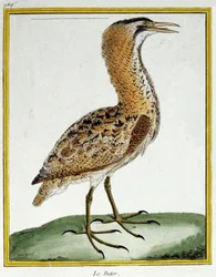 Věda. zoologie. Bittern. Rytina Francoise Nicolase Martineta v: Natural History of Birds, Georges Louis Leclerc de Buffon, Francie, kolem roku 1777 (barevná rytina)