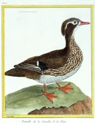 Věda. zoologie. Teal čínská. Rytina Francoise Nicolase Martineta v: Natural History of Birds, Georges Louis Leclerc de Buffon, Francie, kolem roku 1777 (barevná rytina)