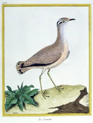Věda. Zoologie. Courser krémové barvy. Rytina Francoise Nicolase Martineta v: Histoire naturelle des oiseaux, Georges Louis Leclerc de Buffon, Francie, kolem 1777 (barevná rytina)