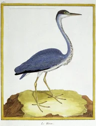 Věda. zoologie. Volavka. Rytina Francoise Nicolase Martineta v: Natural History of Birds, Georges Louis Leclerc de Buffon, Francie, kolem roku 1777 (barevná rytina)