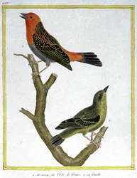 Věda. zoologie. Vrabec domácí z Ile de France. Rytina Francoise Nicolase Martineta v: Natural History of Birds, Georges Louis Leclerc de Buffon, Francie, kolem roku 1777 (barevná rytina)