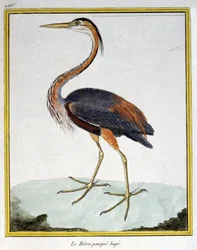 Věda. zoologie. Volavka fialová. Rytina Francoise Nicolase Martineta v: Natural History of Birds, Georges Louis Leclerc de Buffon, Francie, kolem roku 1777 (barevná rytina)