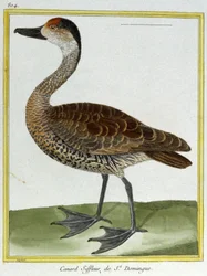 Věda. zoologie. Wigeon ze Santo Dominga. Rytina Francoise Nicolase Martineta v: Natural History of Birds, Georges Louis Leclerc de Buffon, Francie, kolem roku 1777 (barevná rytina)