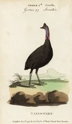Kasuár jižní, Casuarius casuarius