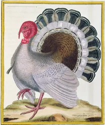 Turecko, z „Histoire Naturelle des Oiseaux“ od Georgese de Buffona (1707-88), vydaného 1777