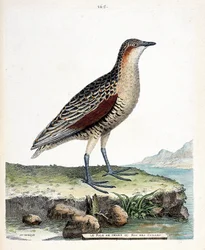 Zoologická rada (ornitologie): kůň kolenní neboli křepelčí král (crex crex). Ilustrace v „Dějiny ptáků, malované v jejich vzhledu a citlivých aspektech“ od Francoise Nicolase Martineta (1731-1800). Soukromá sbírka.