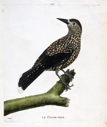 Zoologická tabule (ornitologie): louskáček (muchařský ořech nebo karyokatakty nucifraga) na větvi. Ilustrace v „Dějiny ptáků, malované v jejich vzhledu a citlivých aspektech“ od Francoise Nicolase Martineta (1731-1800). Soukromá sbírka.