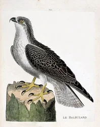 Zoologická rada (ornitologie): výlov říční (orlovec říční nebo pandion haliaetus). Ilustrace v „Dějiny ptáků, malované v jejich vzhledu a citlivých aspektech“ od Francoise Nicolase Martineta (1731-1800). Soukromá sbírka.