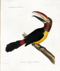 Zoologická mapa (ornitologie): Aracaris, tukan vulgly (aracari zelený nebo pteroglossus viridis)