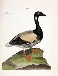 Zoologická mapa (ornitologie): Brant (brant nebo branta bernicla). Ilustrace v „Dějiny ptáků, malované v jejich vzhledu a citlivých aspektech“ od Francoise Nicolase Martineta (1731-1800). Soukromá sbírka.
