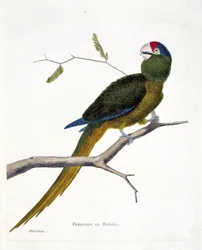 Zoologická mapa (ornitologie): Andulka brazilská (červenočelá conure nebo aratinga canicularis) na větvi. Ilustrace v „Dějiny ptáků, malované v jejich vzhledu a citlivých aspektech“ od Francoise Nicolase Martineta (1731-1800). Soukromý plk