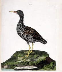 Zoologická mapa (ornitologie): Caienne