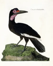 Zoologická mapa (ornitologie): Calao d