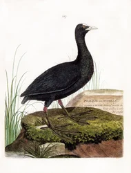 Zoologická mapa (ornitologie): Lyska nebo Mosela (Macroule cot nebo fulica atra). Ilustrace v „Dějiny ptáků, malované v jejich vzhledu a citlivých aspektech“ od Francoise Nicolase Martineta (1731-1800). Soukromá sbírka.