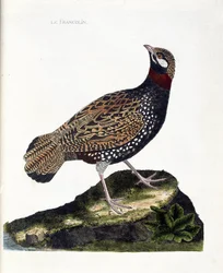 Zoologická tabule (ornitologie): frankolín (frankolín černý neboli Francolinus francolinus). Ilustrace v díle „Historie ptáků, malovaných v jejich viditelných a citlivých aspektech“ od Françoise Nicolase Martineta (1731-1800). Soukromá sbírka.