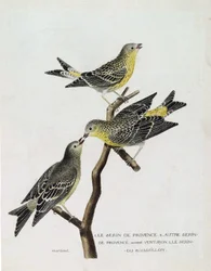 Zoologická mapa (ornitologie): Shora dolů: serin du Roussillon (serin Cini nebo serinus serinus) na větvi, serin de provence (venturon montagnard nebo serinus citrinella) a další serin de provence. Ilustrace v „Historie ptáků, P