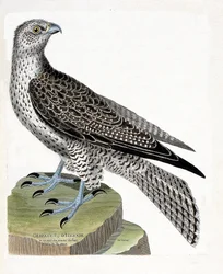 Zoologická mapa (ornitologie): Islandský gerfault (gerfaut falcon nebo falco rusticolus). Ilustrace v „Dějiny ptáků, malované v jejich vzhledu a citlivých aspektech“ od Francoise Nicolase Martineta (1731-1800). Soukromá sbírka.