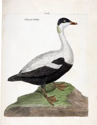 Zoologická mapa (ornitologie): Husa severní nebo kajka mal (Eider a peřina nebo somateria mollissima). Ilustrace v „Dějiny ptáků, malované v jejich vzhledu a citlivých aspektech“ od Francoise Nicolase Martineta (1731-1800). Soukromá sbírka.