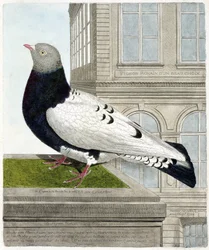 Zoologická mapa (ornitologie): Holub římský (columba livia). Ilustrace v „Dějiny ptáků, malované v jejich vzhledu a citlivých aspektech“ od Francoise Nicolase Martineta (1731-1800). Soukromá sbírka.