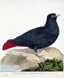 Zoologická mapa (ornitologie): Větvený holub z Madagaskaru (Blue Founingo nebo alectroenas madagascariensis). Ilustrace v „Dějiny ptáků, malované v jejich vzhledu a citlivých aspektech“ od Francoise Nicolase Martineta (1731-1800). privát