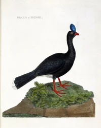 Zoologická mapa (ornitologie): Hocco nebo kámen (Hocco a kámen nebo pauxi pauxi). Ilustrace v „Dějiny ptáků, malované v jejich vzhledu a citlivých aspektech“ od Francoise Nicolase Martineta (1731-1800). Soukromá sbírka.