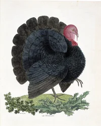 Zoologická mapa (ornitologie): Turecko (krocan domácí nebo Melaeagris gallopavo). Ilustrace v „Dějiny ptáků, malované v jejich vzhledu a citlivých aspektech“ od Francoise Nicolase Martineta (1731-1800) (rytina)