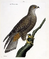 Zoologická tabule (ornitologie): černý Milvus migrans na větvi. Ilustrace v 