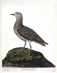 Zoologická mapa (ornitologie): casoar (casoar přilba nebo cassuarius cassuarius). Ilustrace v „Dějiny ptáků, malované v jejich vzhledu a citlivých aspektech“ od Francoise Nicolase Martineta (1731-1800). Soukromá sbírka.